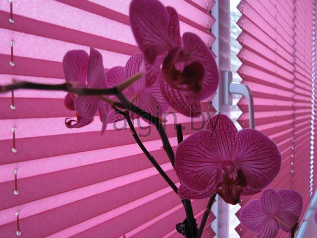 Жалюзи плиссе и орхидея